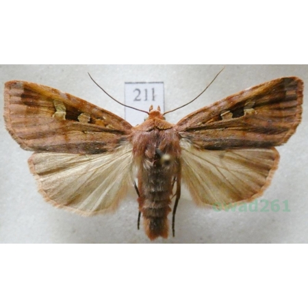 Diarsia brunnea (Denis & Schiffermüller, 1775) Rolnica brunatna Czech21l